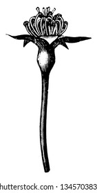 A bud is undeveloped and it usually comes at the top of stem. Bud safe by a covering of rounded leaves, is called a sepal. The lower side is narrow, vintage line drawing or engraving illustration.