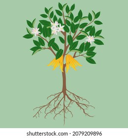 Buddha's hand citrus tree with fruits and flowers on a green background.