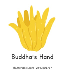 Buddha's hand flat vector illustration. Yellow Buddha's hand fruit cartoon clipart style. Also known as fingered citron, hand of Buddha, bushukan, sarcodactylis, or Citrus medica var. sarcodactylis