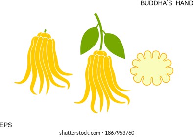 Buddhas Handobst-Logo. Citron. Alleinstehende Buddha-Handfrucht auf weißem Hintergrund