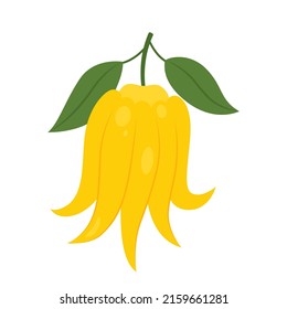 Buddha's hand fruit (open hand) isolated on white background. Citrus medica, sarcodactylis or fingered citron icon for package design. Vector illustration of exotic fruits in flat style.