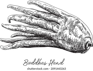 Buddha's Hand - sketchy hand-drawn vector illustration