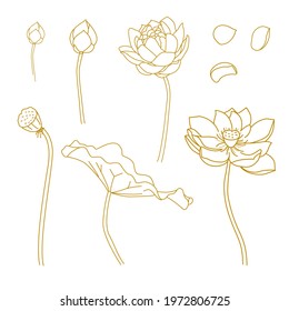 Buddhism, Lotus Doodles Element, Lotus