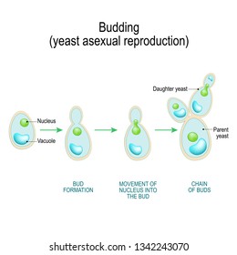 Budding. asexual reproduction of yeast cell. Cross section of a Fungal hyphae cells (septum; bud scar, vacuole). Vector diagram for educational, biological, and science use