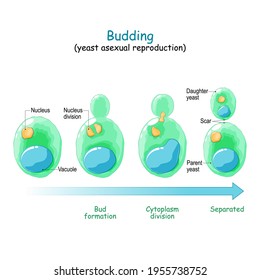 Budding. asexual reproduction of yeast cell. Vector diagram