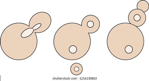 Budding in beer yeast