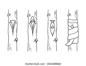 Budding form of grafting. Scion consists of a single bud and small section of bark vector illustration. Asexual reproduction. Outline black and white drawing