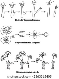 Budding in Hydra, Isogamy in Algae, Creeping body in Strawberry, Hydra'da tomurcuklanma, yosunda izogami, çilekte sürünen vücut, biyoloji, ders, görsel, kök, gövde, bitkiler, hayvanlar, algler, mantar