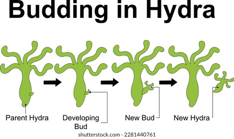 Budding in hydra : parent bud , developing bud - new bud - new hydra - Reproduction in hydra
