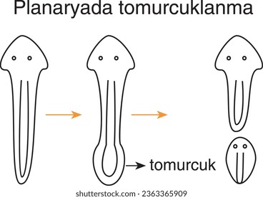 Budding in Planaria, Planaria, Bud, Isogamy in algae, Creeping body in strawberry, Planaria, planaria, tomurcuk, yosunda izogam, çilek, biyoloji, ders, görsel, kök, gövde, bitkiler, hayvanlar, algler