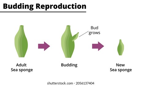 Budding Reproduction (asexual Reproduction) Of A Sea Sponge. Vector Illustration. Didactic Illustration.
