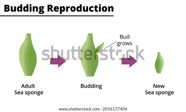 Budding reproduction\
(asexual reproduction) of a sea sponge. Vector illustration.\
Didactic illustration.