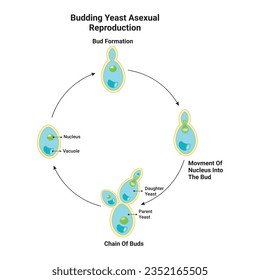 Budding Yeast Asexual Reproduction Design