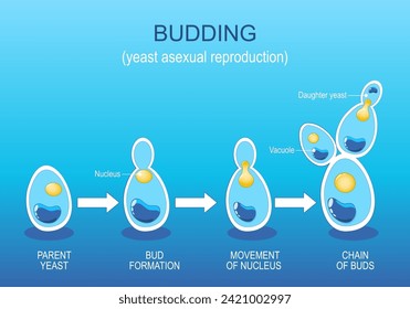 Budding. Yeast Asexual reproduction. Fungi growth. Cell division. Vector diagram. 