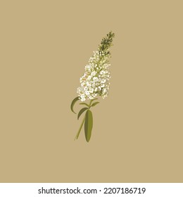 Buddleja. A flowering shrub. White garden flower. Botanical illustration. The plant is similar to Syringa. Summer lilac. Floristry. Buddeleia flowers