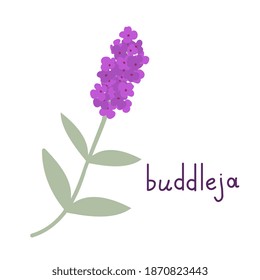 Buddleja vector flower isolated illustration