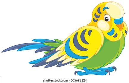 Budgerigar
