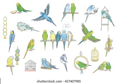 budgerigar bird color set