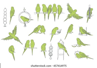 budgerigar bird green set