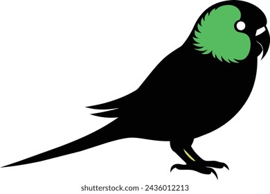 budgerigar bird vector illustration artwork