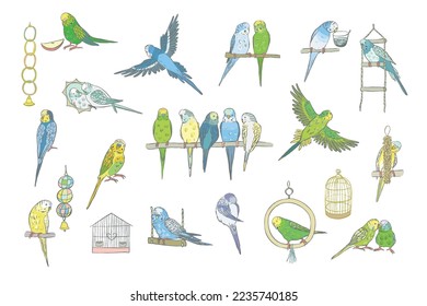 Budgerigar bird vector illustrations set.