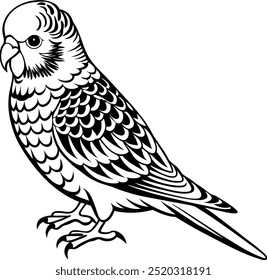 Budgerigar Bird, Whit e Black , Illustrator, Imagem, Fundo Branco