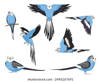 Budgerigar Blue Vogel Papagei Verschiedene Posen Cartoon Vektor Charakter