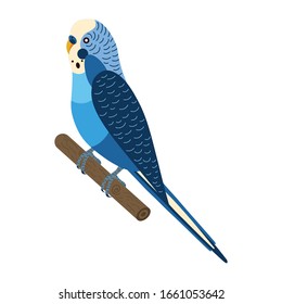 Budgerigar blue parrot sitting on brunch. Budgie bird, or colorful Parakeet pet cartoon style illustration on white background.