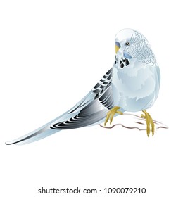 Budgerigar, blue pet parakeet  or budgie or shell parakeet home pet on a white background vintage vector illustration editable hand draw