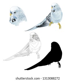 Budgerigar, blue pet parakeet  or budgie or shell parakeet home pet natural and outline and silhouetteon a white background vintage vector illustration editable hand draw
