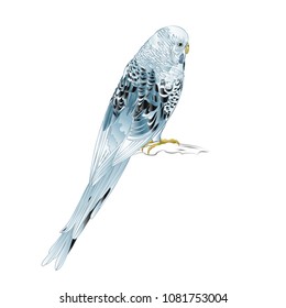 Budgerigar, blue pet parakeet or shell parakeet or budgie home pet on a white background vintage vector illustration editable hand draw