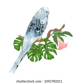 Budgerigar, blue pet parakeet or shell parakeet or budgie home pet with philodendron and Brugmansia on a white background vintage vector illustration editable hand draw