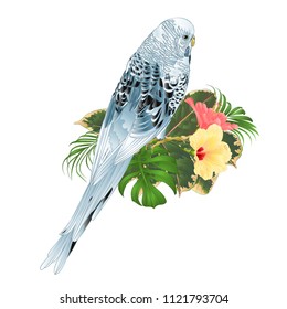 Budgerigar, blue pet parakeet or shell parakeet or budgie home pet with philodendron and hibiscus pink and yellow  on a white background vintage vector illustration editable hand draw