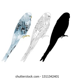 Budgerigar, blue pet parakeet or shell parakeet or budgie home pet natural and outline and silhouette on a white background vector illustration editable hand draw
