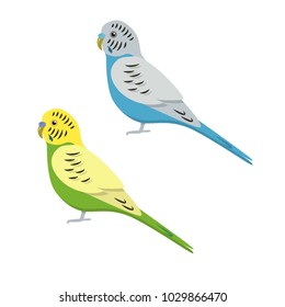 Budgerigar or budgie parrot icon in flat style. Australian tropical bird symbol on white background