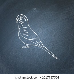 Budgerigar or budgie parrot icon sketch on chalkboard. Australian tropical bird symbol drawing on blackboard.