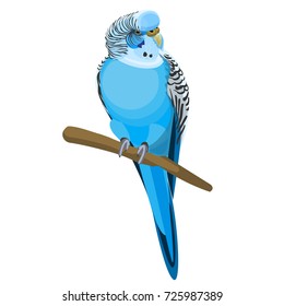 Budgerigar common or shell parakeet informally nicknamed budgie vector illustration