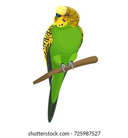 Budgerigar common or shell parakeet informally nicknamed budgie vector illustration