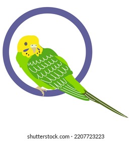 Budgerigar green parrot. Budgie bird, or colorful Parakeet pet cartoon style illustration on white background.