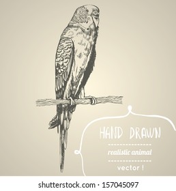 Budgerigar. Hand drawn vector illustration. Can be used separately from your design.