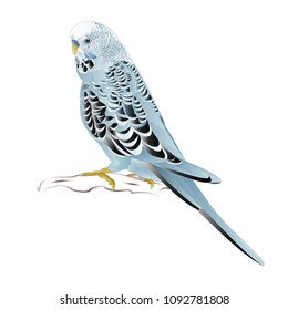 Budgerigar, home pet ,blue pet parakeet  or budgie or shell parakeet  on a white background vintage vector illustration editable hand draw