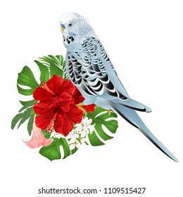 Budgerigar, home pet ,blue pet parakeet  on a bouquet with tropical flowers hibiscus, palm,philodendron  and   Brugmansia on a white background vintage vector illustration editable hand draw