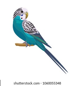 
Budgerigar isolated on white background.Vector illustration.