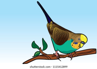 Budgerigar on a branch