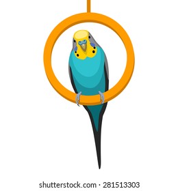 Budgerigar (parrot)