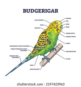 Budgerigar parrot anatomy with external zoological parts outline diagram. Labeled educational pet bird biological description with flight feathers, vent, crown, coverts and mantle vector illustration.