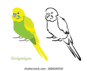 Budgerigartiger Papagei einzeln auf weißem Hintergrund. Set von Vektorgrafik. Farbiger Vogel im Cartoon-Stil und einfache Umrisssilhouette.