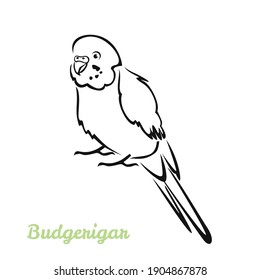 Budgerigar parrot vector cartoon illustration. Black and white silhouette, outline. Tropical bird icon.