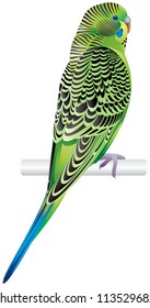 Budgerigar, or pet parakeet or shell parakeet or budgie, little bird, small parrot, popular home pet vector illustration