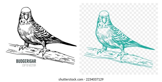 Budgerigar, Skizze, Vektorgrafik. Bearbeitbare Umrisse auf transparentem Hintergrund
